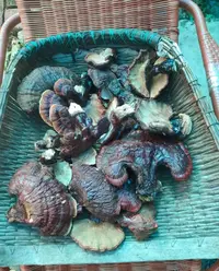 深山新鲜灵芝菇初级农产品