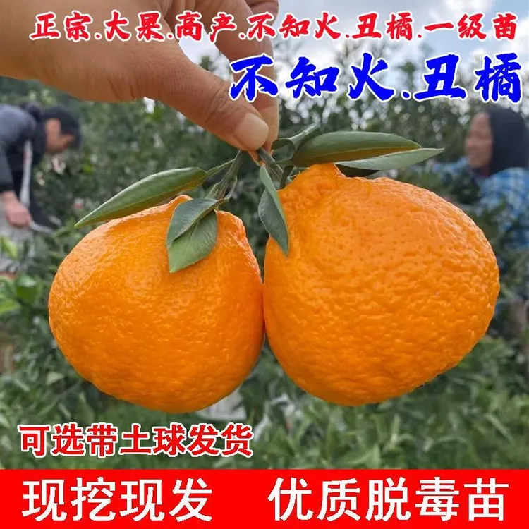 嫁接丑橘树苗不知火粑粑柑橘子树果苗盆栽地栽耙耙柑苗南北方种植