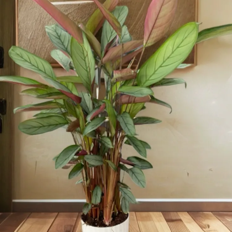 老飞羽竹芋盆栽室内好养耐阴四季常青可净化空气网红绿植