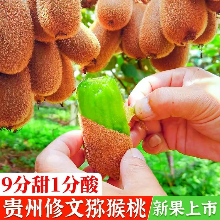 修文猕猴桃修文贵长大果猕猴桃应季新鲜水果奇异果香甜软糯