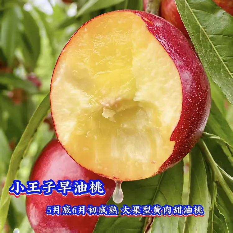 小王子早油桃苗/早熟油桃苗/桃树苗/一年裸根地栽苗