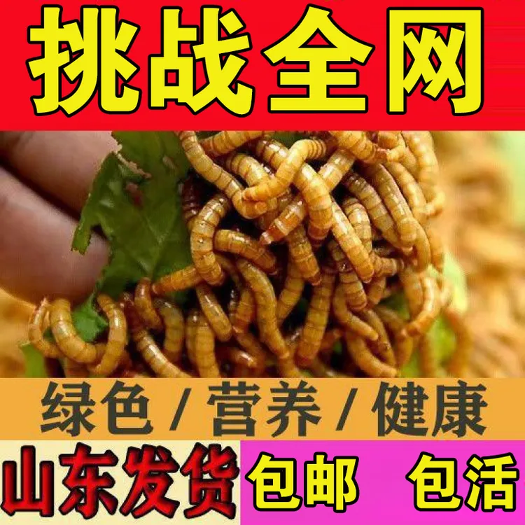 鲜活面包虫小金鱼鹦鹉龙鱼乌龟鸟食宠物饲料乌龟小型黄粉虫龟粮