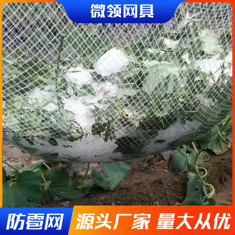 防雹网果园防鸟网园艺葡萄网 全新白色聚乙烯防冰雹网厂家