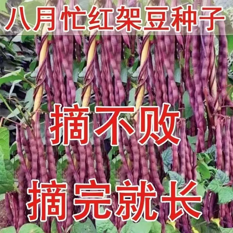 八月忙冻死鬼豆角种子耐寒耐热高产无筋四季豆庭院种植