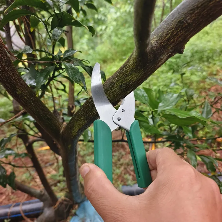 果树环割刀0号刀方便快捷高效拍一发二树剪