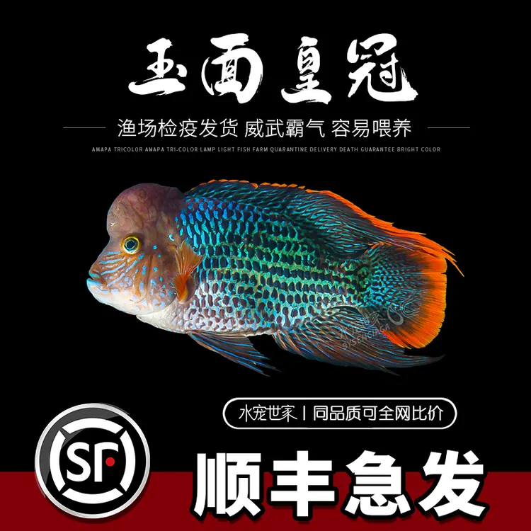 玉面皇冠鱼起头红尾皇冠鱼三湖慈鲷鱼蓝面财神鱼热带观赏鱼罗汉鱼