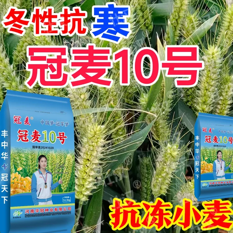 小麦冠麦抗寒抗旱颗粒饱满正品