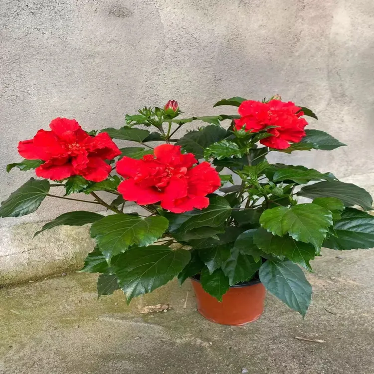   【新疆包邮】桑叶牡丹 红色橘黄色 重瓣 阳台盆栽四季开花室内室