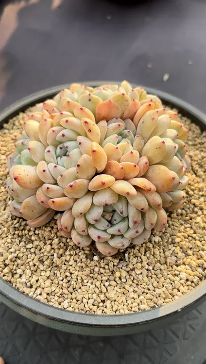 精控雪爪7头起量拍