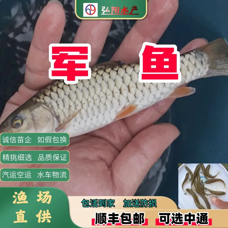 军鱼 中国结鱼  原生观赏鱼 活体 好养耐活 溪流精灵  淡水鱼