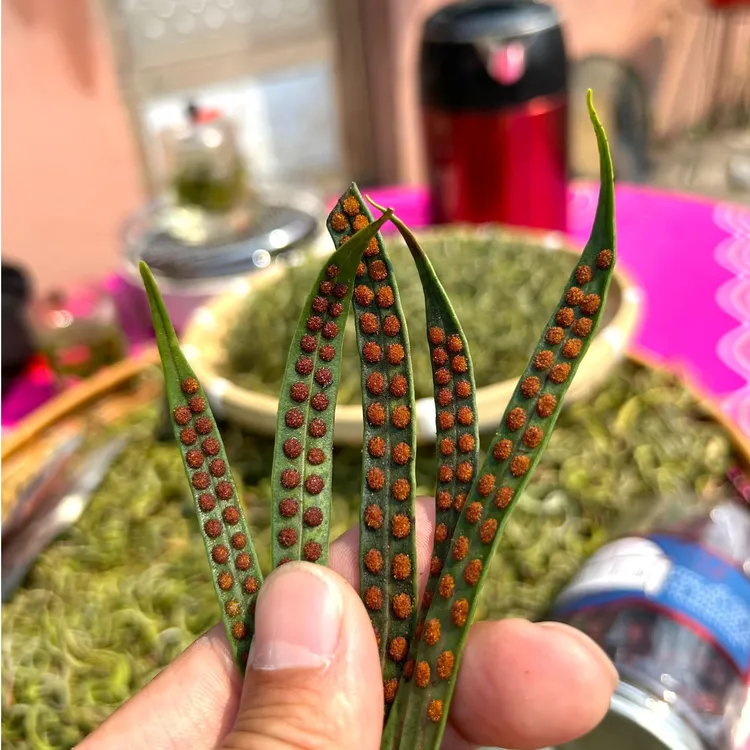 红红果长白山小叶黄金草东北嗷嗷叫绿叶草茶关东泡水煮水泡酒精选