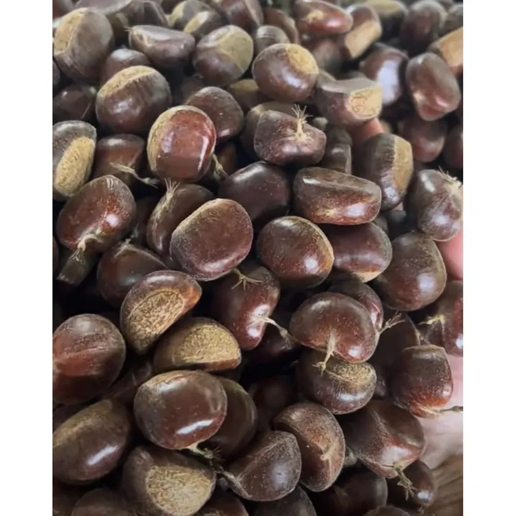 青龙山坡老树板栗大果，每市斤53粒到55粒