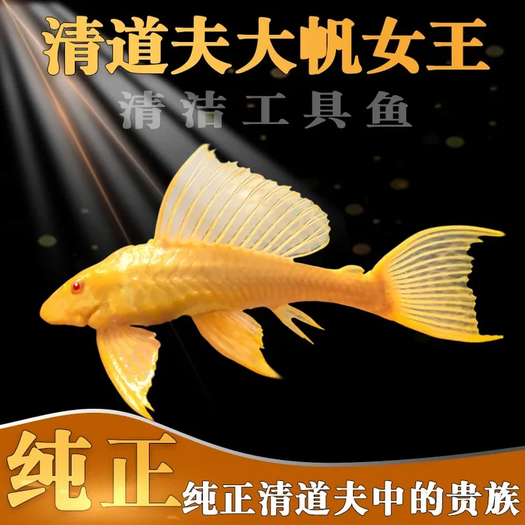 黄金红眼女王清道夫大帆女皇活体大小型垃圾异型鱼热带观赏鱼