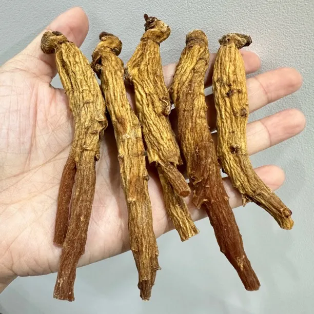 高丽参煮汤泡水   买10支送10支