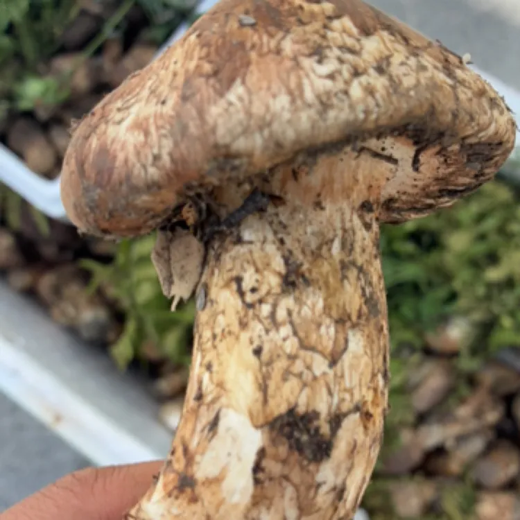 雅江县鲜松茸，精品大头送礼级