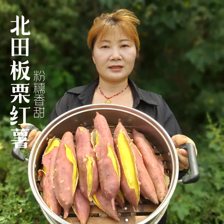 北田特产富茜秾板栗红薯