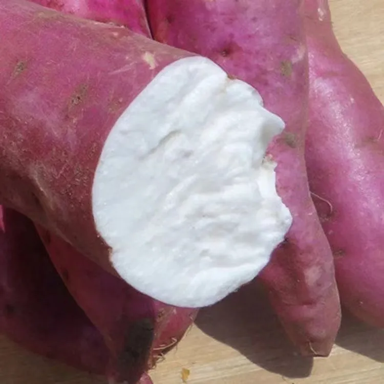 河南老品种红皮白心红薯【软糯香】甜度一般