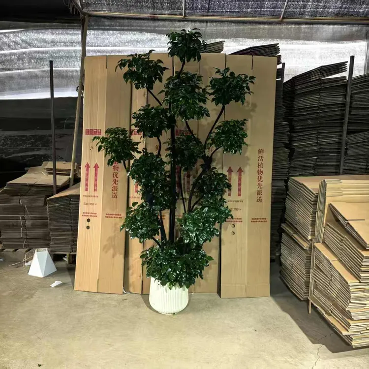 【13-17层造型幸福树】酒店公司客厅室内盆栽绿植开业乔迁送礼好养