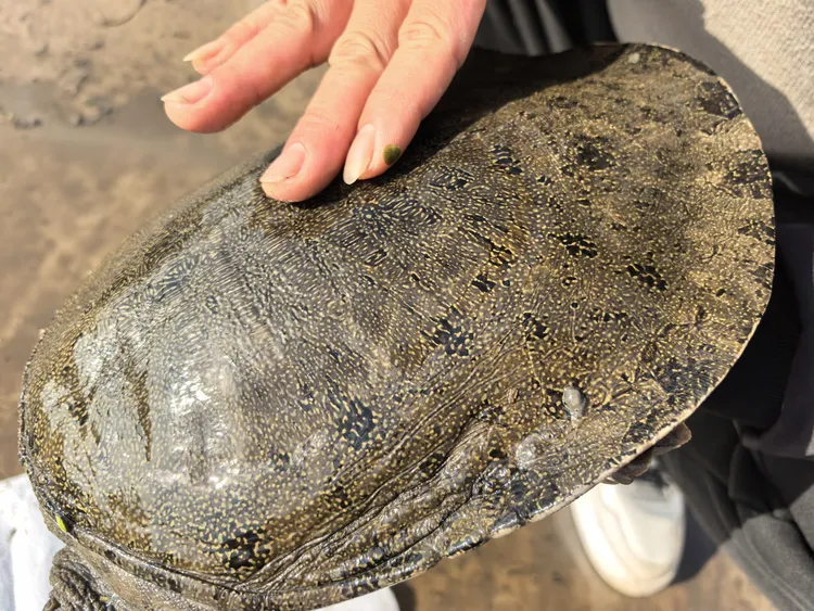 正宗湖北生态甲鱼3.5斤~3.9斤