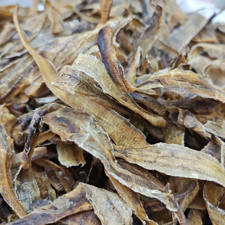 精选品质全开无土广地龙广西白颈地龙皮