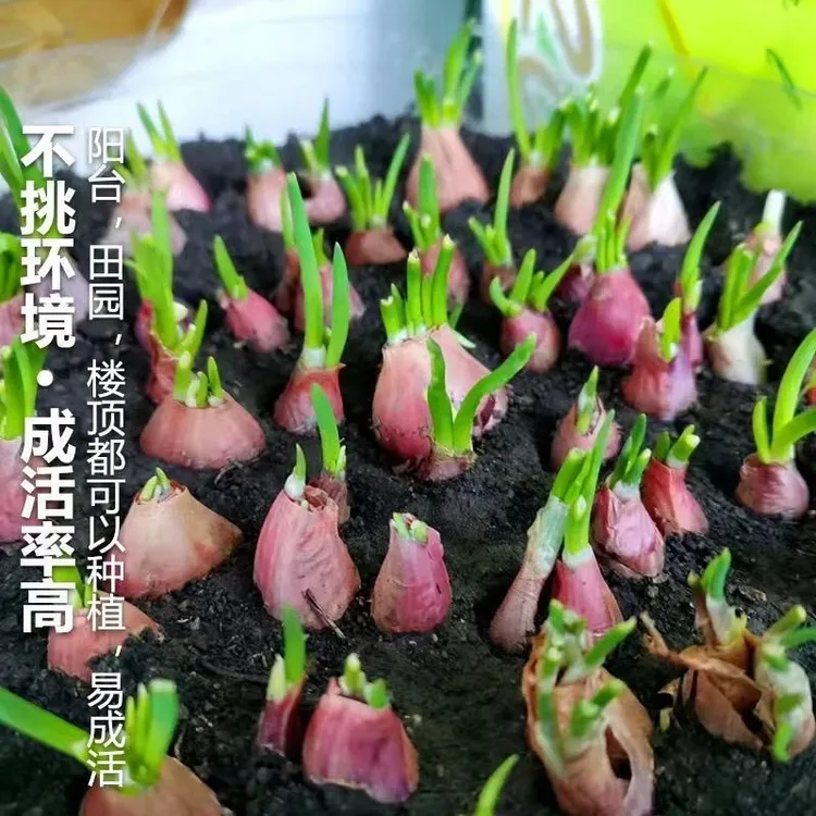 葱头四季小香葱种头四川火葱头种红葱头熬葱油阳台盆栽葱种苗小葱