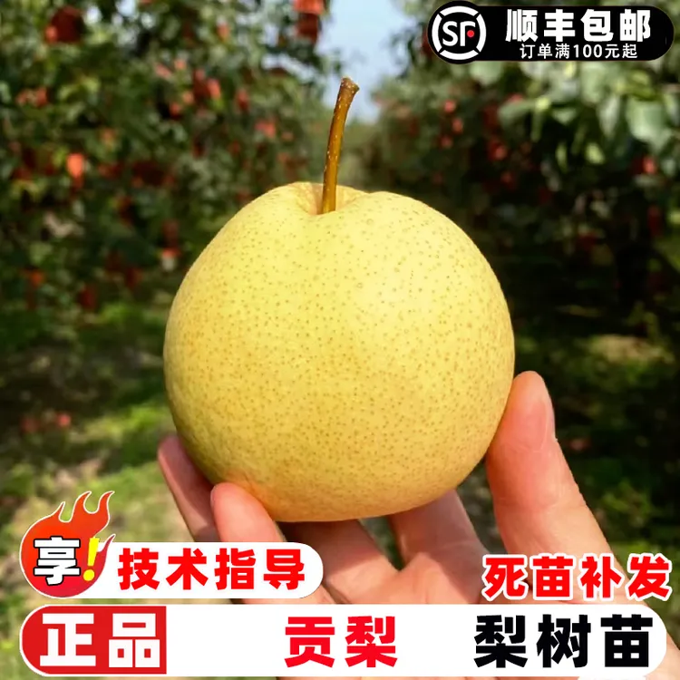 梨树果苗嫁接砀山贡梨树苗特大脆甜酥梨树庭院盆栽地栽种植果树苗