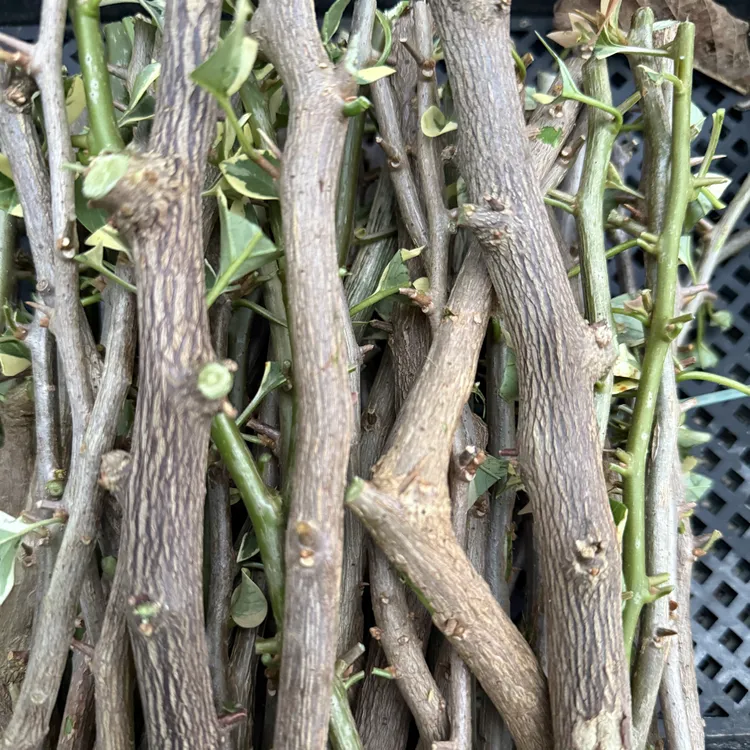 三角梅绿植盆栽四季开花适合阳台庭院种植 枝条