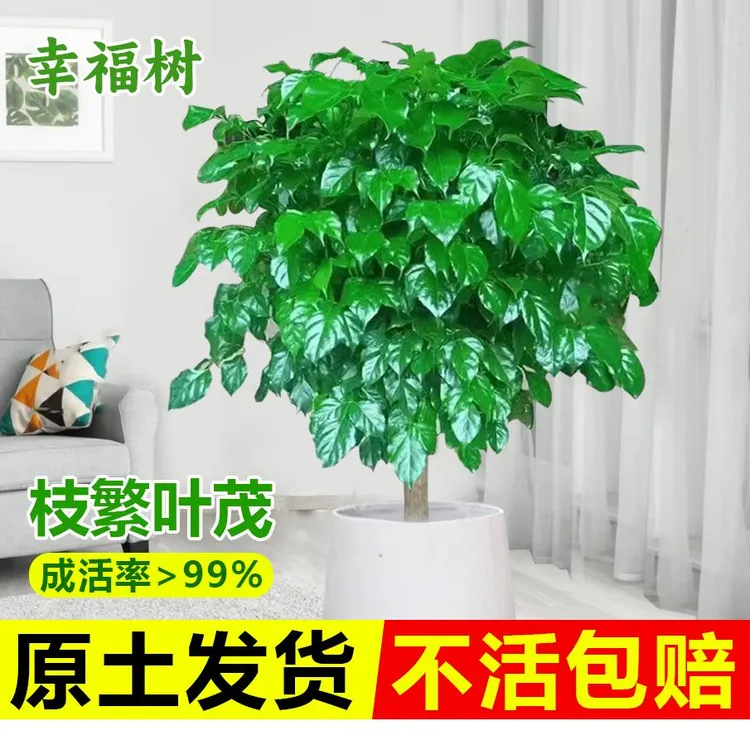 幸福树客厅盆栽大型绿植好养活室内花卉除甲醛平安树四季常青植物