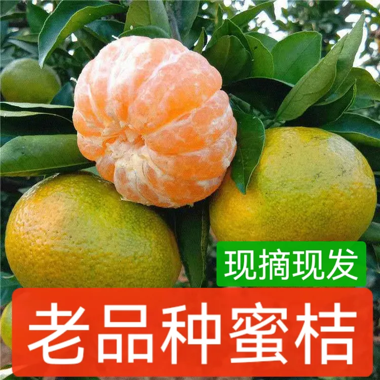 老家蜜桔橘子酸甜可口杨沟桔子大甜桔新鲜孕妇应季水果现摘批发