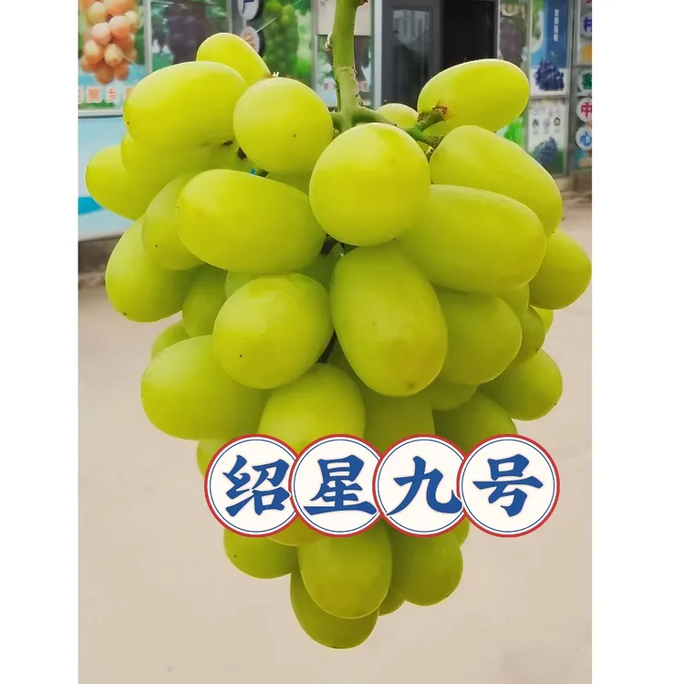 【葡萄盆栽苗】多品种营养钵苗 庭院阳台暖棚避雨棚种植 好吃好管理