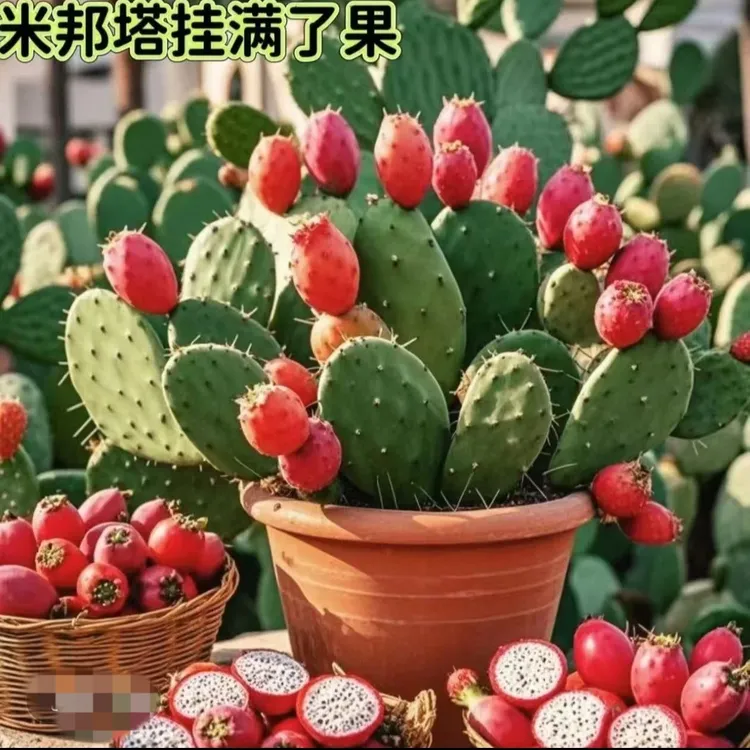 米邦塔仙人掌盆栽室内好养开花结果耐旱绿植