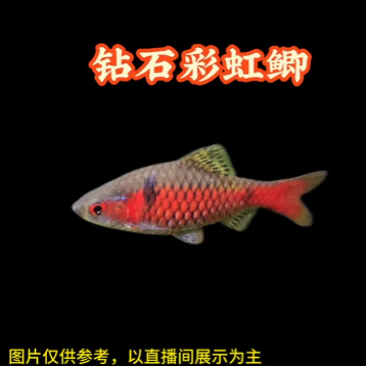 钻石彩虹鲫原生淡水小型群游观赏鱼活体