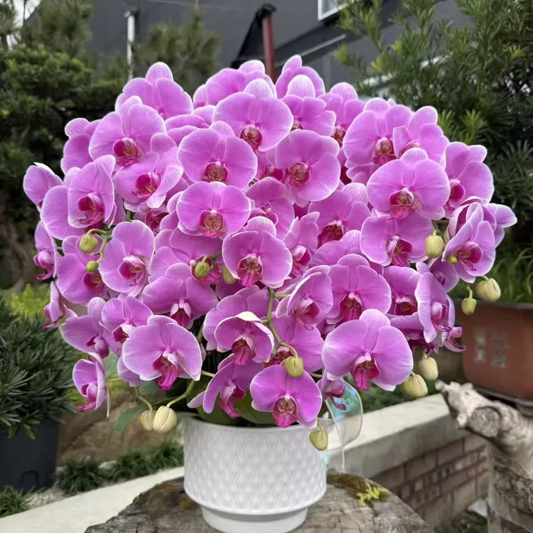 蝴蝶兰 《大粉花》粉紫色系 中大花 室内花 真花 大组盆 送礼佳品