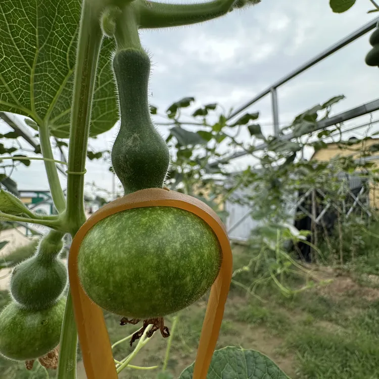 长粗翻嘴6年提纯种子墨绿翡翠山西铁皮八宝葫芦