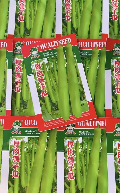 【厚肉瓠子瓜种籽】盆栽四季种植