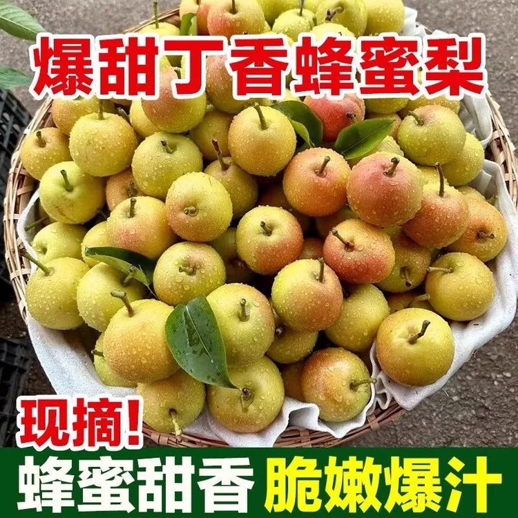 早熟梨白蜜梨酥梨蜂糖蜜梨爆汁纯甜云南丁香梨脆甜多汁现摘先发