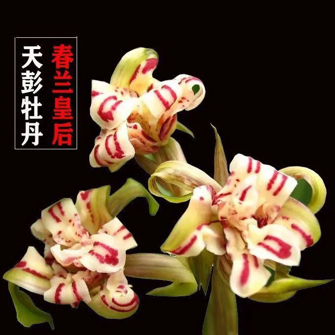 春兰天彭牡丹铭品奇花皇后浓香带花苞绿植盆栽当年开花带花苞兰花