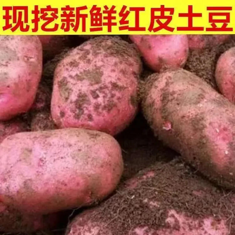 云南红皮黄心土豆新鲜现挖高原种植粉面糯香蔬菜马铃薯