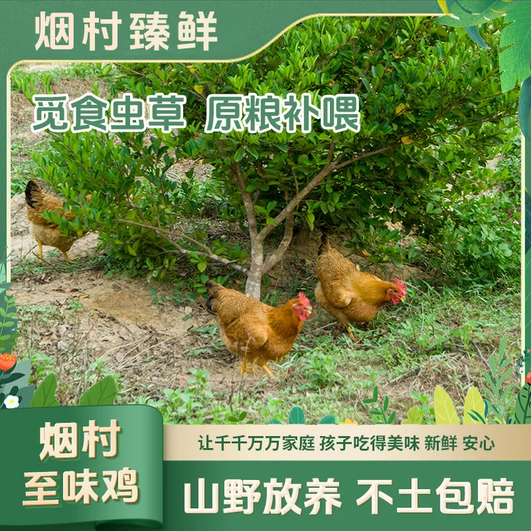 正宗湛江鸡农家散养山茶园放养180天走地鸡原生态慢养土鸡整只
