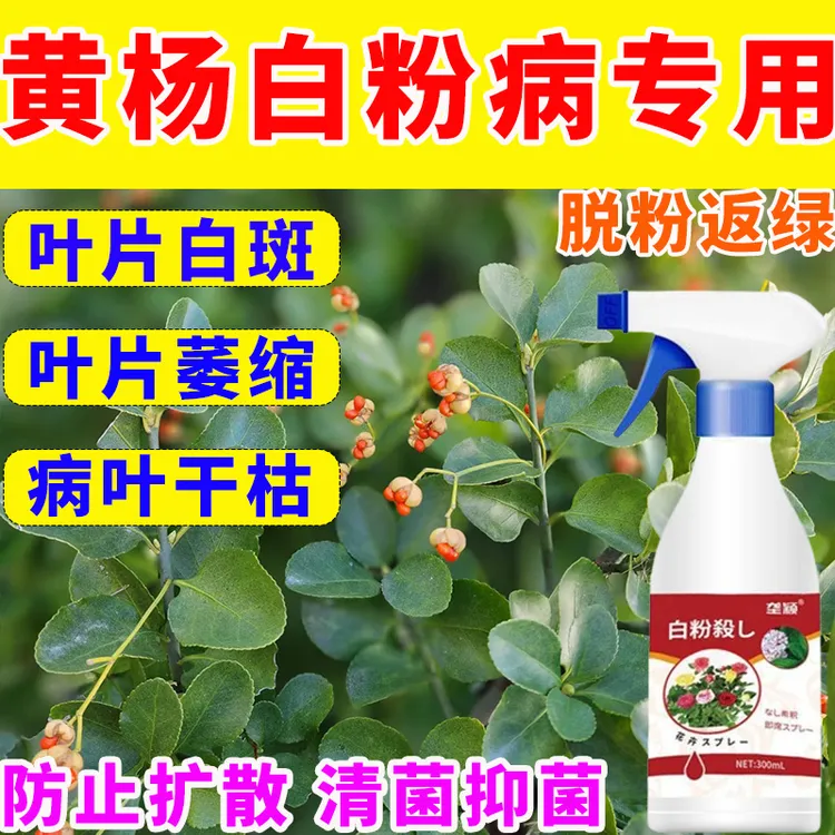 黄杨白粉病专用剂黄叶干枯溃疡病小苗枝枯病雀舌黄杨叶斑病清菌剂