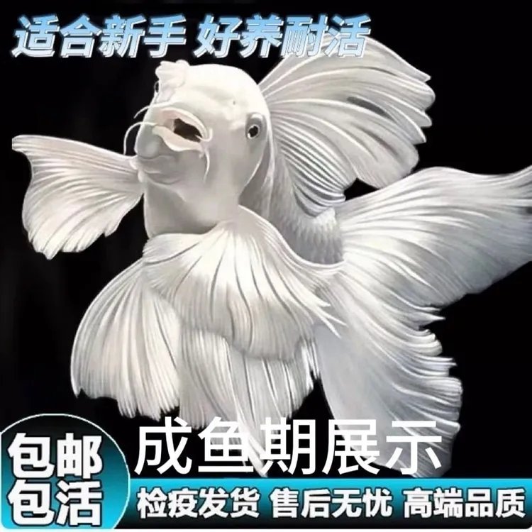 11-13厘米观赏鱼蝴蝶鲤小鱼活体短身贵妃龙鲤白纯种大尾冷水鱼苗