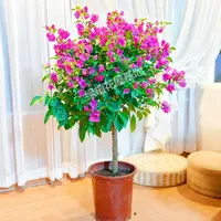 云南紫独杆棒棒糖三角梅80-1米老庄带花到花苞原盆原土四季开花