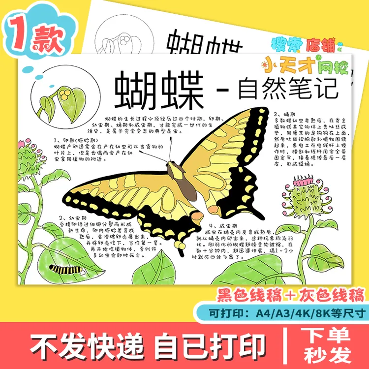 昆虫自然笔记蝴蝶的生长过程手抄报模板电子版昆虫观察记录线稿