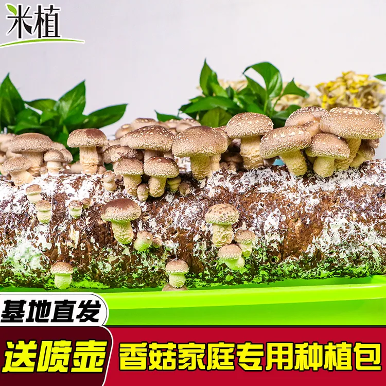香菇大包菌包平菇菌菇包菌棒种植包家庭室内种植趣味盆栽家种
