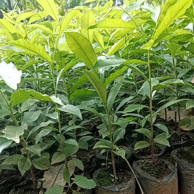 树苗正宗海南沉香树苗盆栽地栽