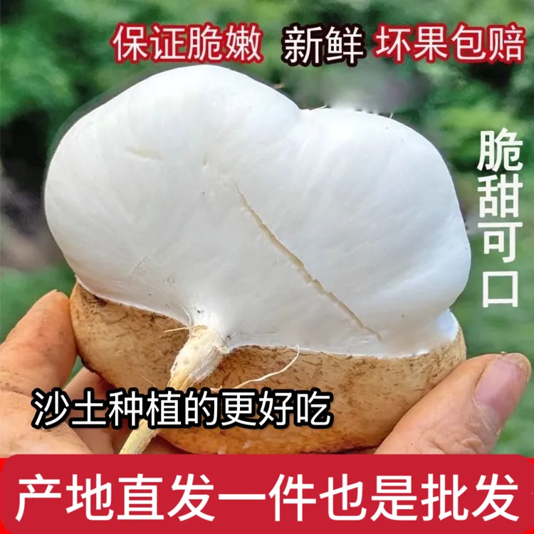 【顺丰京东】贵州农家沙土地罗卜凉薯沙葛白地瓜土瓜沙葛地梨5斤