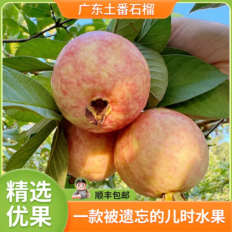 正宗增城胭脂红番石榴树上熟果树软糯香甜新鲜顺丰高质量芭乐水果