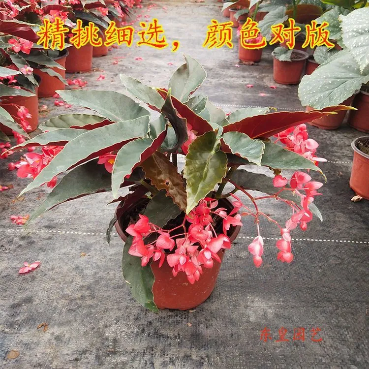龙翅秋海棠竹节小叶盆栽四季开花绿植室内花卉好养