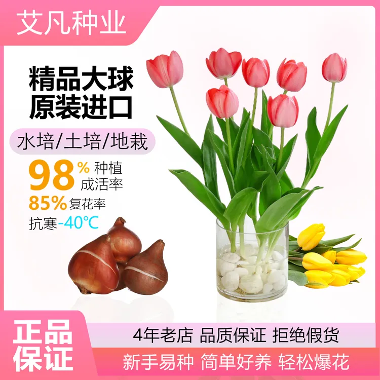 郁金香种球水培套装进口带芽大球盆栽花种子室内阳台水养花卉植物