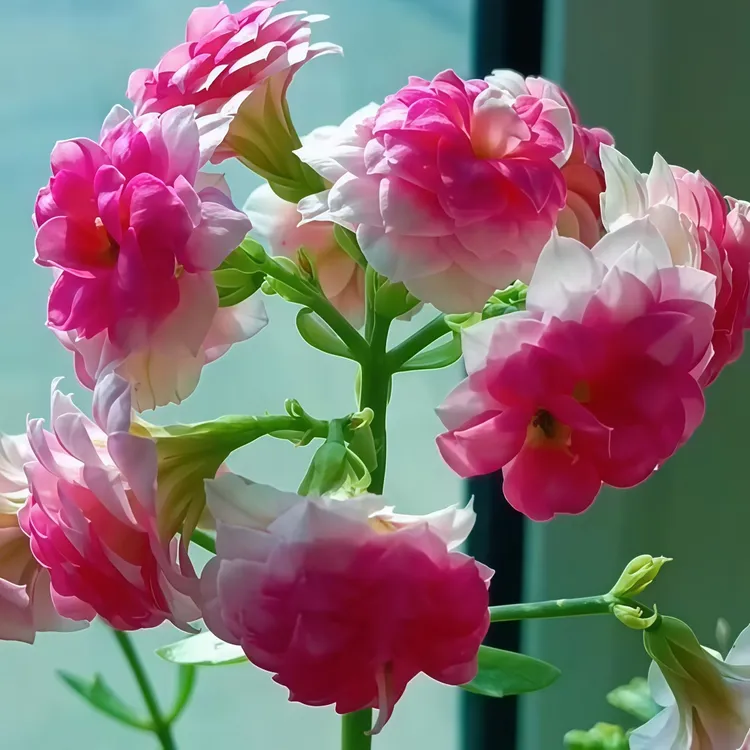 【带原土】达科塔长寿花苗办公室多色四季盆栽开花植物绿植花卉盆栽